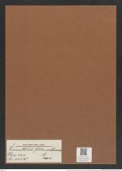 Triceratium finmarchicum Grun. (de-Toni-Nr.: Genus 140, Species 4056) Zeichnungen Sammlung Grunow Mappe 04011 (Herbarium_W_Grunow_drawings_Folder_04011)